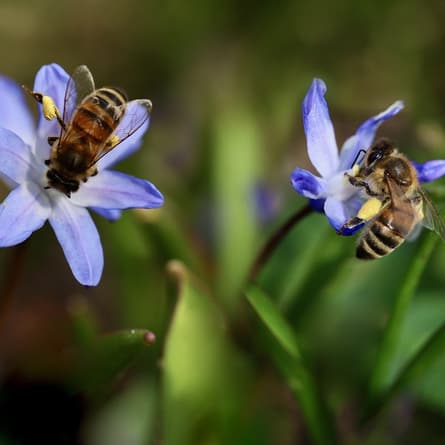 Bienen