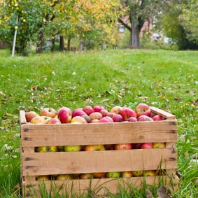 Knackige Frische das ganze Jahr 