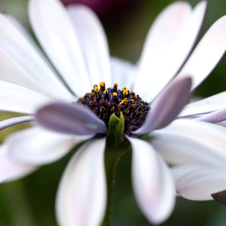 Blume Blume