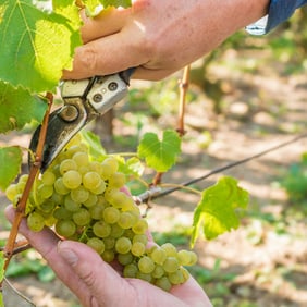 Der Kanton Thurgau ist bekannt für seinen Obst-und Weinbau