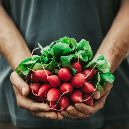 Was denken Sie: Schmecken Bio-Radiesli anders?