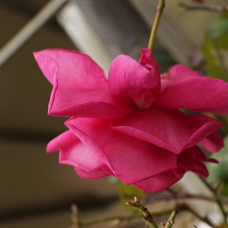 Hängende Rose
