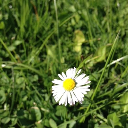 Schauen Sie zu sich, wenn die Blüte noch in voller Pracht steht.