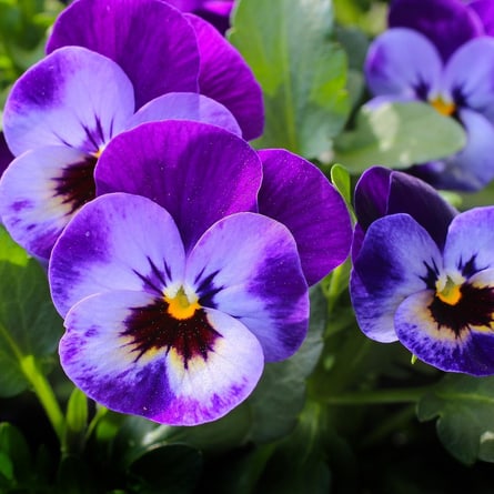 Blumen