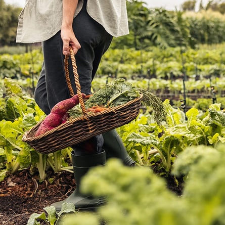 Schweizer Superfood: Gut für die Gesundheit und die Umwelt