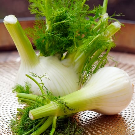 Fenchel