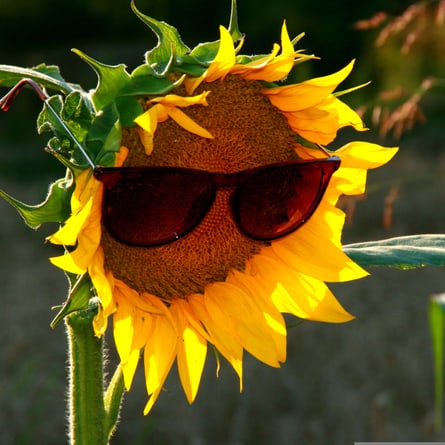 Cool bleiben Cool bleiben