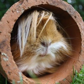 Harte Kerle: Auch im Winter leben Meerschweinchen gerne draussen.