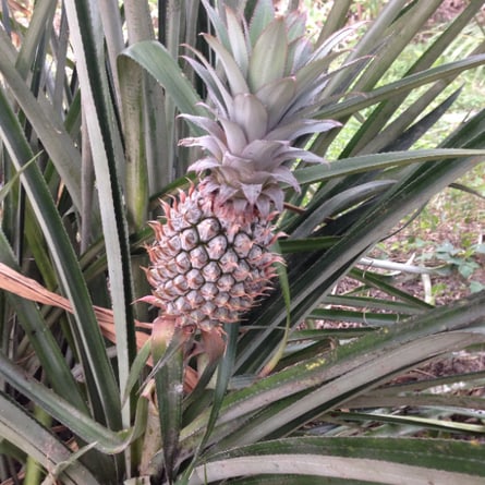 Ananas wachsen auf einem Stiel.