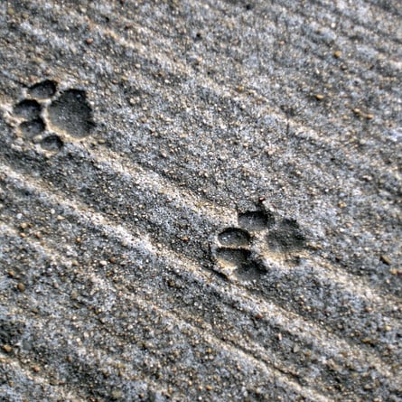 Spuren Spuren