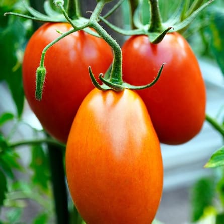 Tomaten