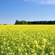 Ein wunderschönes, gelbblühendes Rapsfeld