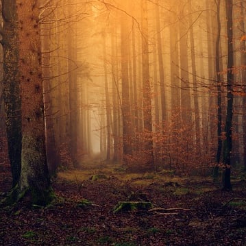 Hält die Waldstimmung bei Ihnen Einzug?