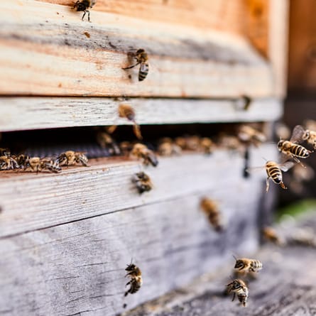 Was tun bei Wespen- und Bienenstichen