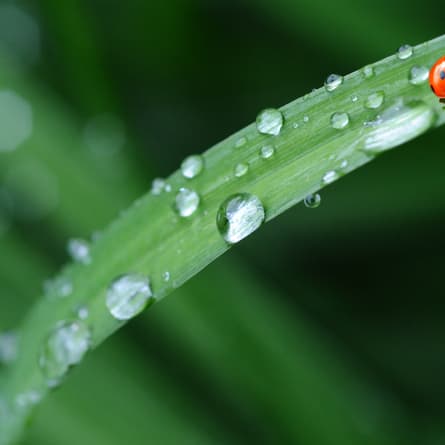 Wassertropfen