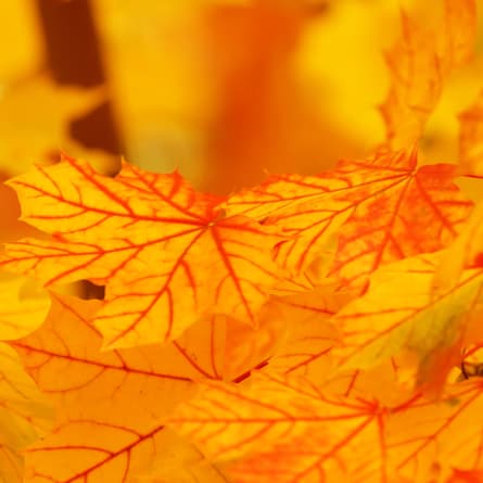 Herbstblätter