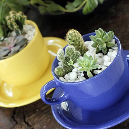 Tassen mit Pflanzen Tassen mit Pflanzen