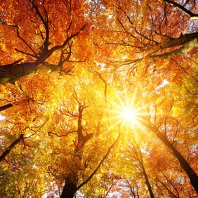 So schön funktelt es in herbstlichen Farben 