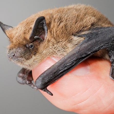 Mücken ade: Die winzige Weissrandfledermaus verputzt pro Nacht bis zu 3000 Insekten.          Bild:www.fledermausschutz.ch