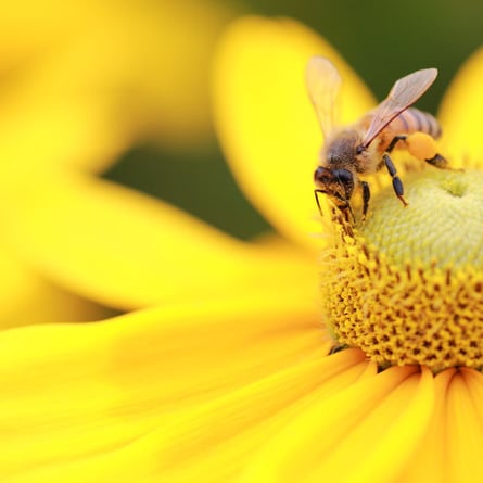 Biene auf Blume