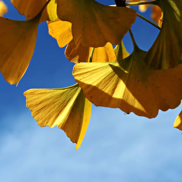 Ginko