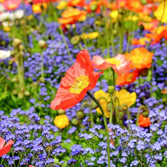 Blumenwiese