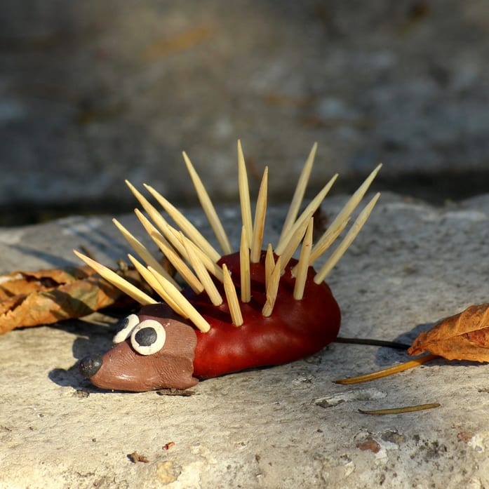 Kastanienigel
