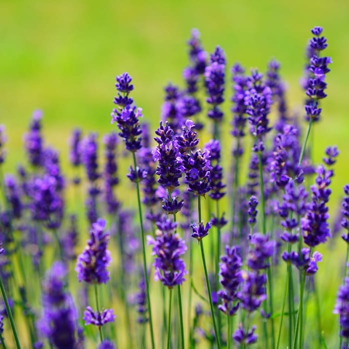 Lavendel
