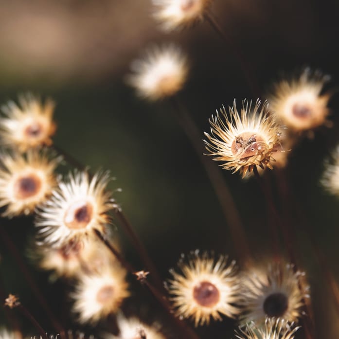 Blumen