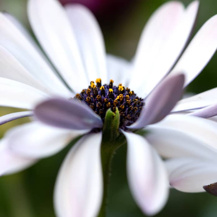 Blume 