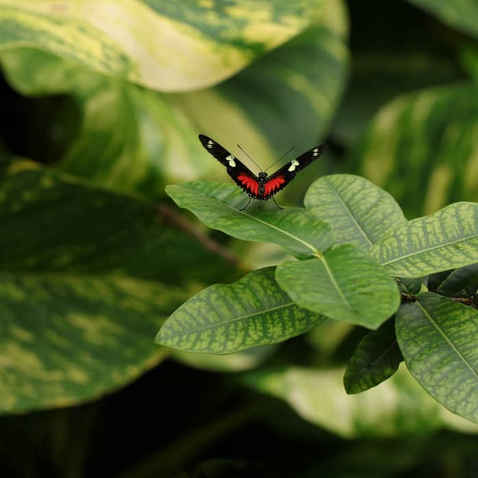 Schmetterling