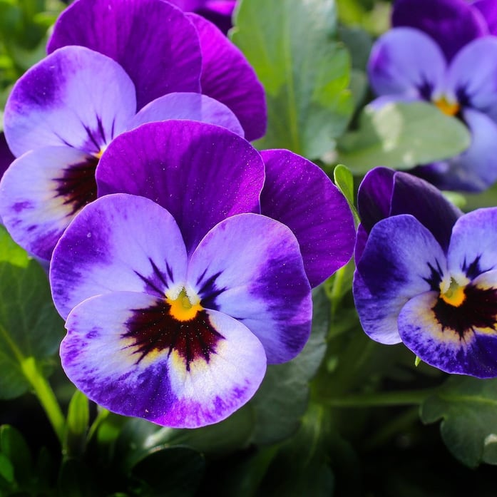 Blumen