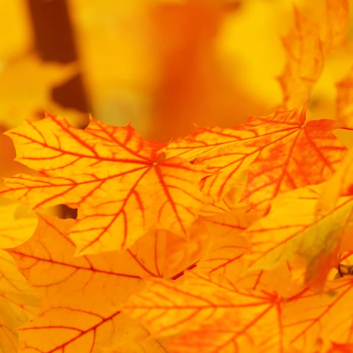 Herbstblätter