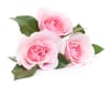 Rosen die Freude bereiten, Danke Mutter für Alles.