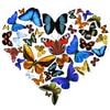 Schmetterlinge: Im Frühling - so heisst es - ist ihre aktivste Zeit ... doch was ist, wenn es Herbst wird?